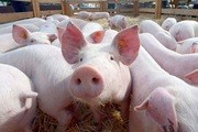Giá lợn hơi ngày 31/3/2020 giảm tại miền Trung, miền Nam