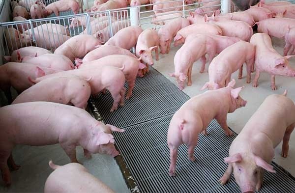 Giá lợn hơi tuần đến 28/3/2020 vẫn trên 80.000 đồng/kg