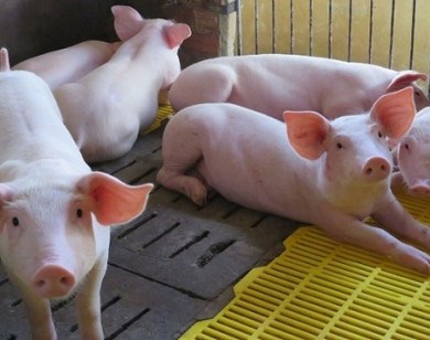 Giá lợn hơi ngày 21/4/2020 đa số các tỉnh vẫn ở mức cao 