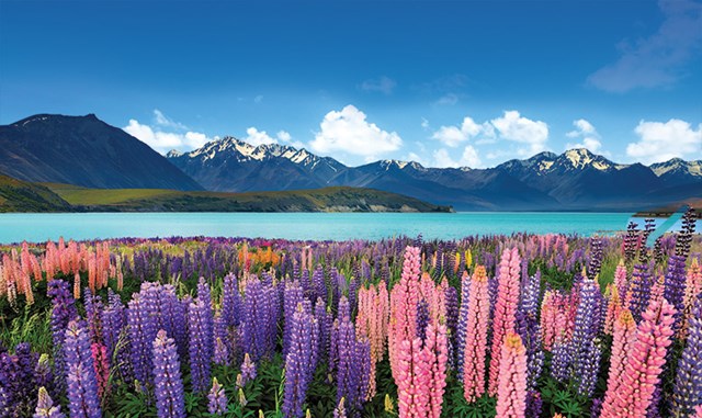 Nhập khẩu từ NewZealand, mặt hàng sữa chiếm gần 60% kim ngạch