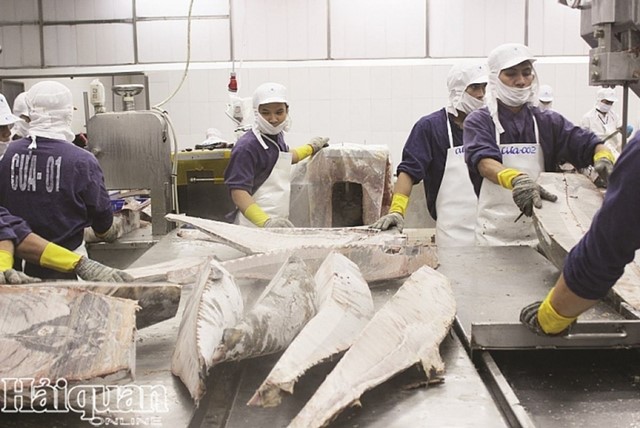 Xuất khẩu cá ngừ khởi sắc nhờ EVFTA