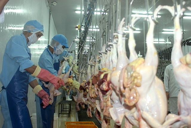 Soi 'điểm nghẽn' xuất khẩu của ngành chăn nuôi Việt Nam