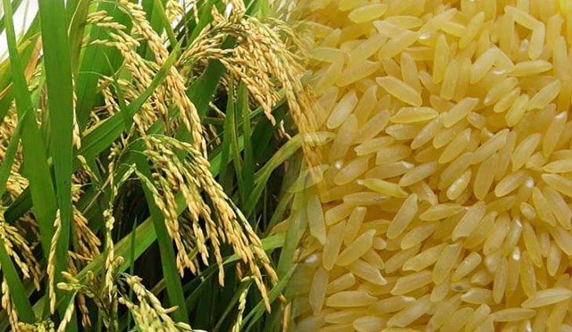 Xuất khẩu gạo 11 tháng đầu năm 2020 giảm về lượng, tăng kim ngạch