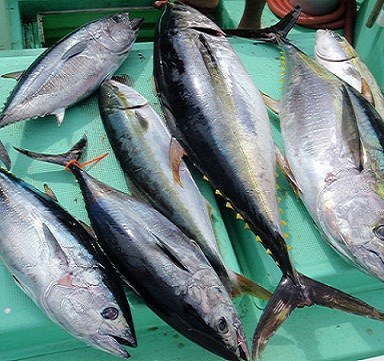 Giá thu mua cá ngừ tăng vọt