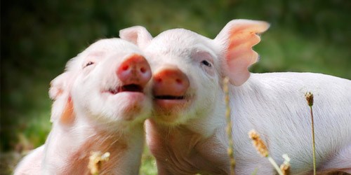 Giá lợn hơi ngày 10/5/2021 ổn định ở mức thấp