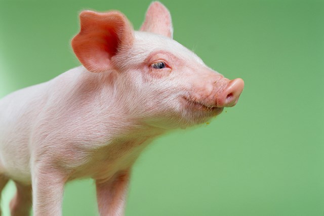 Giá lợn hơi ngày 12/5/2021 tăng ở một vài tỉnh thành
