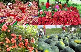 Tăng tốc gỡ khó, “dọn đường” cho nông sản Việt sang Trung Quốc