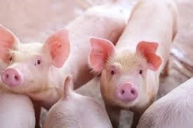 Tổng đàn lợn của Mỹ giảm 4% so với cùng kỳ năm trước