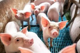 Giá heo hơi ngày 11/10/2021: Đề xuất hạn chế nhập khẩu thịt heo