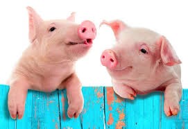 Nhập khẩu thịt lợn của Philippines tăng mạnh