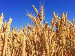 Nhập khẩu lúa mì từ Australia 10 tháng năm 2021 tăng trên 400%