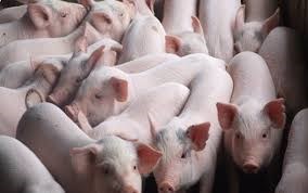 Giá lợn hơi tại Philippines tăng nhẹ