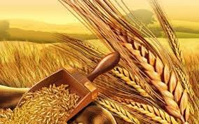 Nhập khẩu lúa mì 11 tháng năm 2021 tăng mạnh