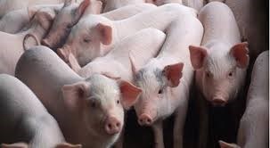 Thị trường thịt lợn thế giới: Mỹ tăng xuất khẩu thịt lợn, Trung Quốc tăng thuế nhập khẩu 
