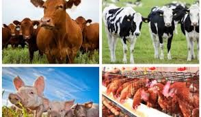Xuất khẩu thịt và gia súc của Ireland năm 2021 tăng 4% 