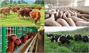 Nghị định 07/2022/NĐ-CP bổ sung một số điều xử phạt hành chính trong thú y; chăn nuôi