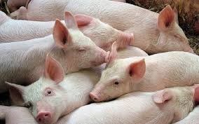 EU giảm sản lượng lợn nhằm hỗ trợ giá tăng
