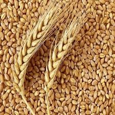 Bốn tháng đầu năm 2022 nhập khẩu trên 1,55 triệu tấn lúa mì