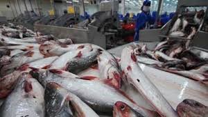 Xuất khẩu cá tra sang Colombia giảm chỉ là nhất thời