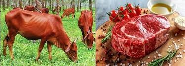 Sản lượng thịt bò của Brazil năm 2022 tăng 