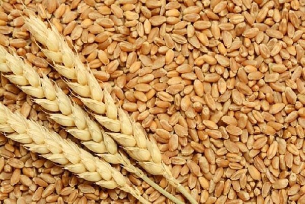Thị trường nhập khẩu lúa mì 6 tháng năm 2022 