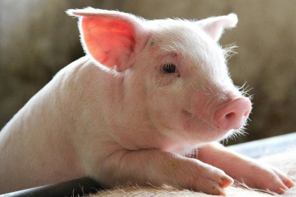 Giá lợn hơi tại Vương quốc Anh chạm mốc 2 bảng Anh/kg