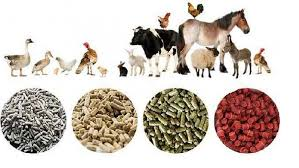 Nhập khẩu thức ăn gia súc chủ yếu từ Achentina, Brazil và Mỹ