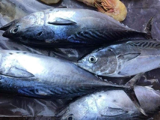 Xuất khẩu cá ngừ sang Italy "lao dốc"