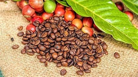 Xuất khẩu cà phê năm 2022 trị giá gần 4,06 tỷ USD