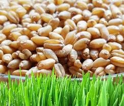 Nhập khẩu lúa mì 2 tháng đầu năm 2023 tăng nhẹ