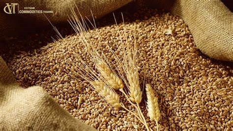 Giá lúa mì tại Mỹ giảm xuống mức thấp mới 