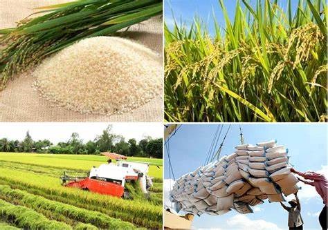 Giá lúa gạo hôm nay 12/5: Lúa tăng 200 đồng/kg