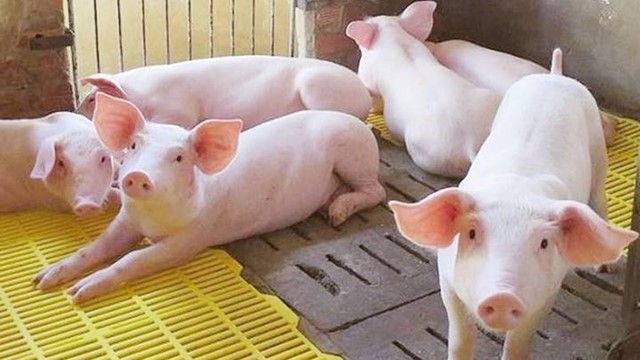 Giá heo hơi hôm nay 11/12/2023: Tiền Giang chủ động phòng chống dịch tả lợn châu Phi