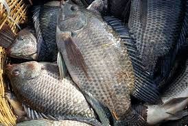 Năm 2024 Trung Quốc, Indonesia dẫn đầu thế giới về sản lượng cá rô phi