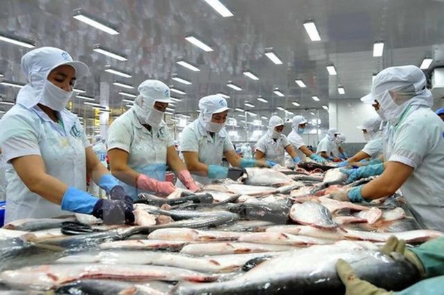 Giá cá tra nguyên liệu giảm