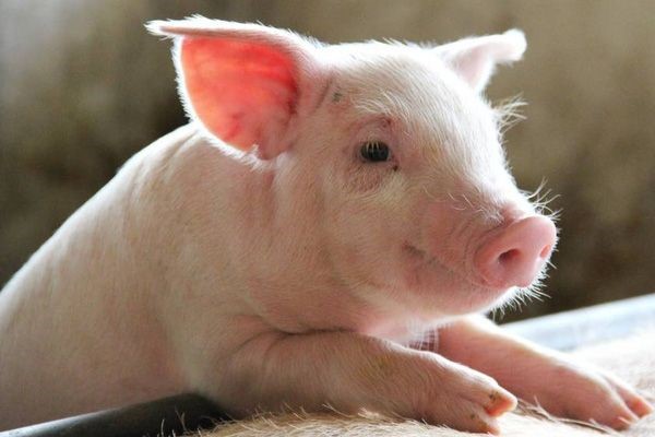 USDA: Dự báo sản lượng thịt lợn của Mỹ năm 2025 tăng nhẹ lên 28,4 tỷ Lb 