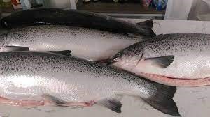 Giá cá hồi Na Uy trong tuần thứ 21 của năm 2024 giảm
