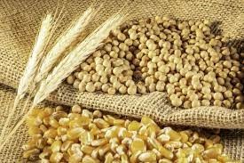 USDA: Dự báo niên vụ 2024/2025 sản lượng ngô thế giới giảm, đậu tương tăng