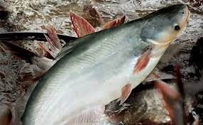 Giá cá tra thấp ăn mòn biên lợi nhuận doanh nghiệp xuất khẩu