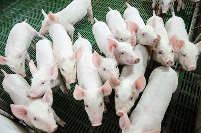Giá heo hơi ngày 8/5/2025: Về giá 73.000 đồng/kg tại nhiều tỉnh thành phía Nam
