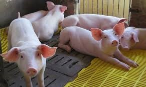 Giá heo hơi ngày 13/5/2025: Mức 69.000 đồng/kg trở lại thị trường miền Bắc