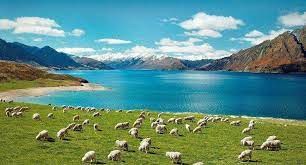 Bốn tháng đầu năm 2024 Việt Nam xuất siêu sang New Zealand đạt 71,5 triệu USD 