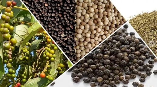 Giá hạt tiêu hôm nay 15/7: Thị trường biến động mạnh do thuế đối ứng của Mỹ