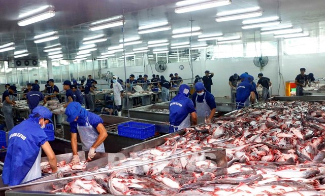 Xuất khẩu cá tra dự báo gia tăng những tháng cuối năm