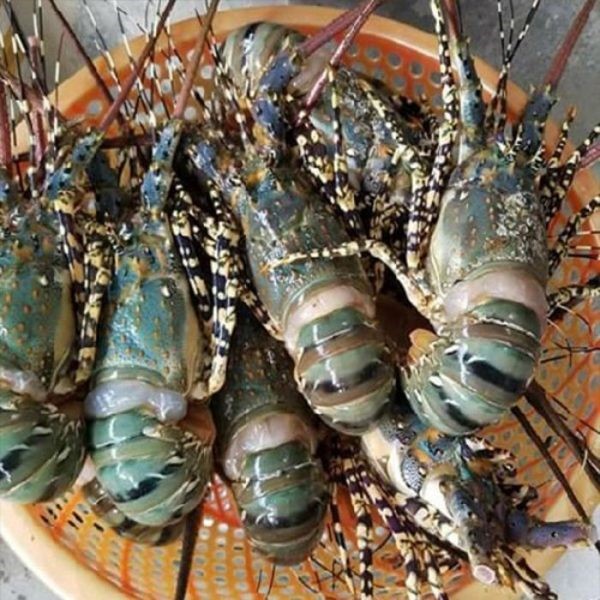 Ngành thủy sản Việt Nam: Vượt rào cản, mở rộng thị trường