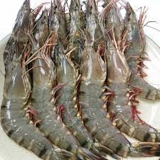 Xuất khẩu tôm còn nhiều cơ hội bứt phá