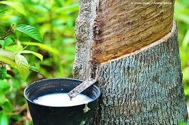 Xuất nhập khẩu cao su bứt tốc, thị trường sôi động trở lại
