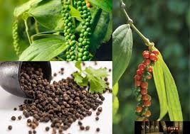 Xuất khẩu hạt tiêu 8 tháng năm 2025 giảm khối lượng nhưng tăng kim ngạch