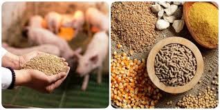 Nhập khẩu thức ăn gia súc 8 tháng năm 2025 giảm nhẹ