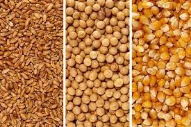 Sản lượng ngũ cốc thế giới dự kiến đạt kỷ lục trong niên vụ 2025/26